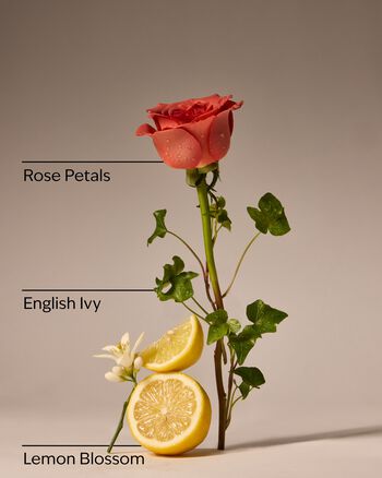 Rose Water & Ivy Concentrated Room Spray สเปรย์ปรับอากาศห้อง