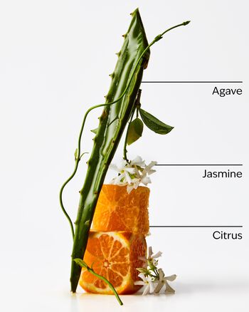 Sweet Orange & Agave 3-Wick Candle เทียนหอม 3 ไส้