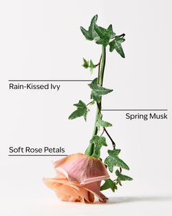 Rose Water & Ivy Concentrated Room Spray image number null