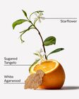 In The Stars Wallflowers Fragrance Refill image number null