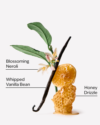 Whipped Honey & Vanilla Wallflowers Fragrance Refill Wallflowers Fragrance Refill