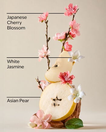 Japanese Cherry Blossom Gift Set กิ๊ฟต์เซ็ต