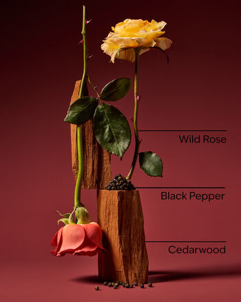 Nocturnal Rose Wallflowers Fragrance Refill รีฟิลวอลล์ฟลาวเวอร์