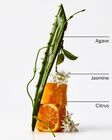 Sweet Orange & Agave Wallflowers Fragrance Refill image number null