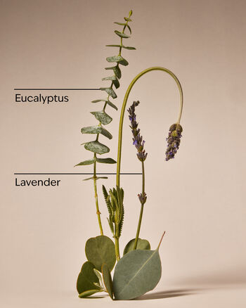 Eucalyptus Lavender Hand Cream ครีมทามือ