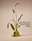 Daily Shampoo With Aloe & Vitamin E image number null