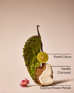 Cactus Blossom Wallflowers Fragrance Refill