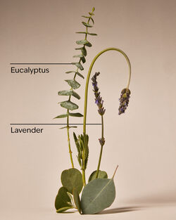 Eucalyptus Lavender Whipped Body Butter image number null