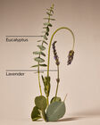 Eucalyptus Lavender Spa Gift Set image number null