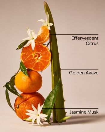 Sweet Orange & Agave Wallflowers Fragrance Refill รีฟิลวอลล์ฟลาวเวอร์